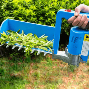 Tea harvesting equipment being used among tea plants